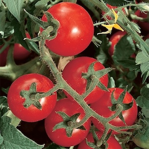 Chadwick Cherry Tomato