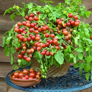  Cherry Falls Tomato