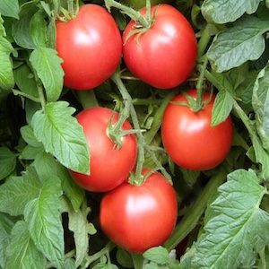  Crimson Carmello Tomato