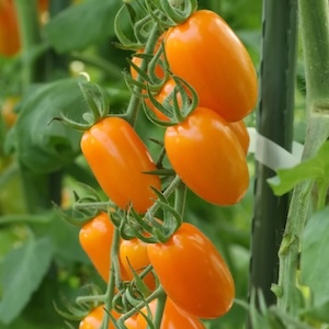  Hula Girl Orange Grape Tomato