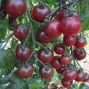 Rosella Tomato