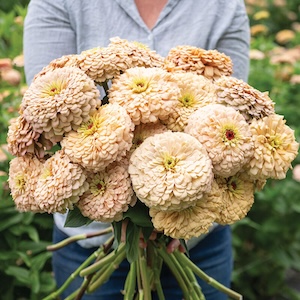 Zinnia Linen