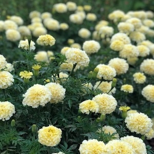 White Swan Marigold